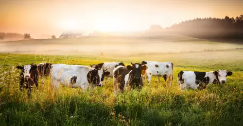 Prairie livestock operations